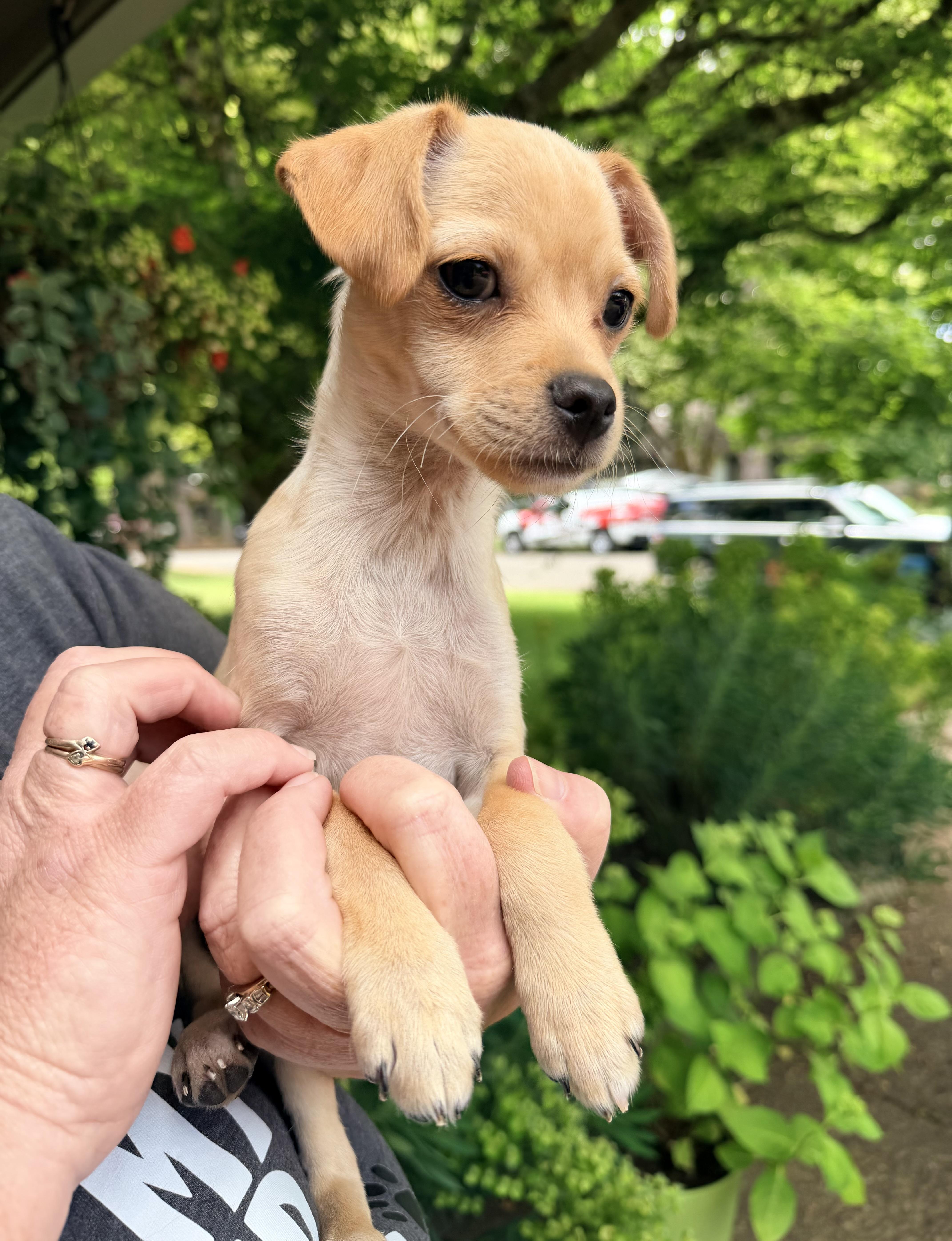Enlarge Bryce, a ADOPTABLE mixed breed in Beavercreek, OR image 2/6