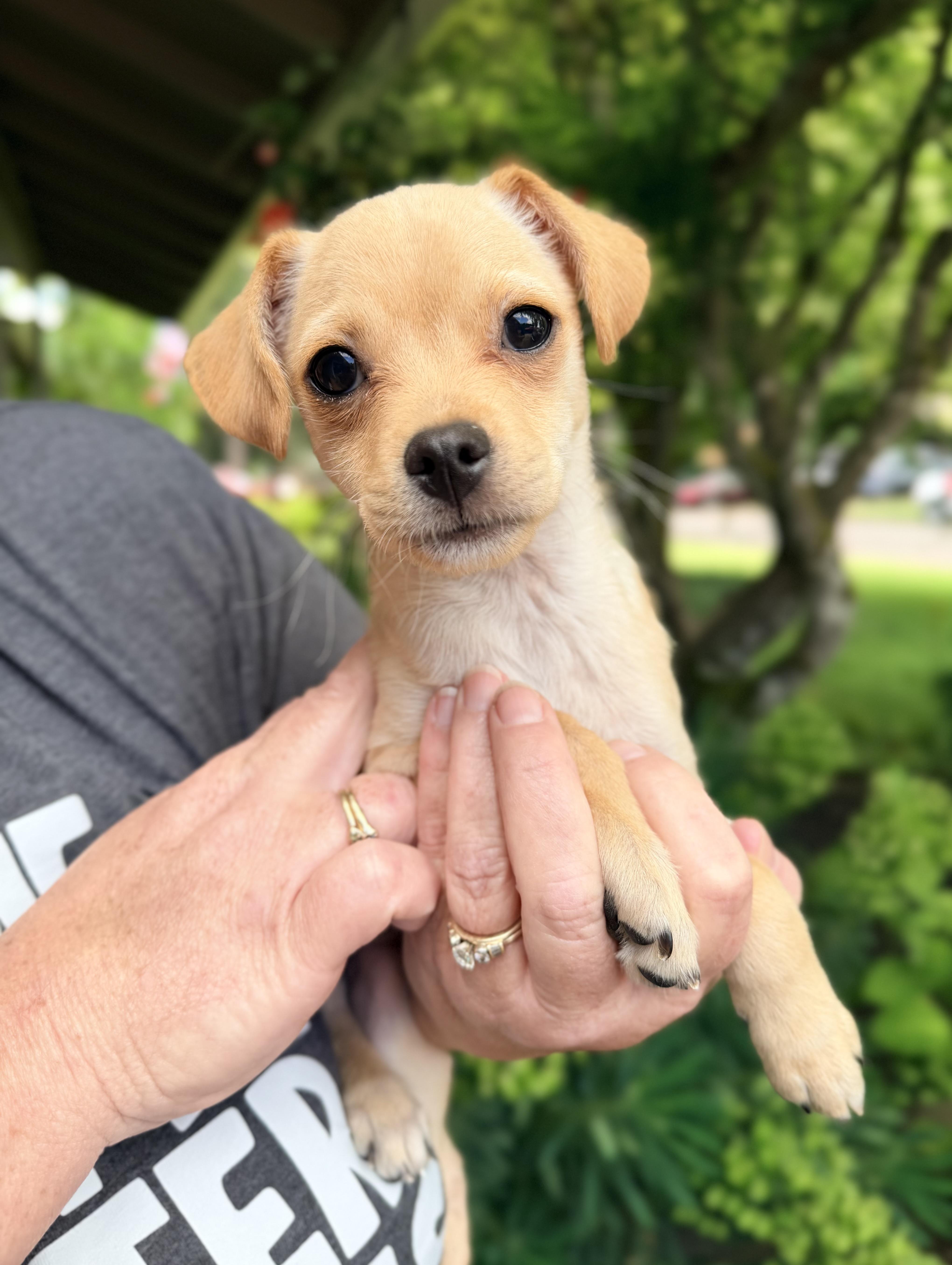 Bryce, ADOPTABLE, Puppy Male Chihuahua.