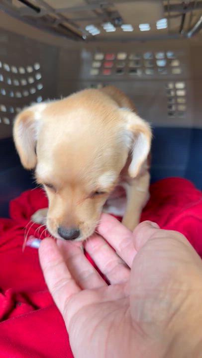 Enlarge Bryce, a ADOPTABLE mixed breed in Beavercreek, OR video 6/6