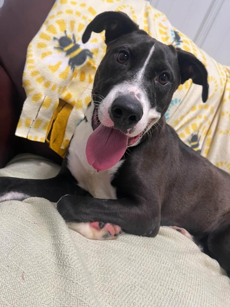 Enlarge Penelope, a Adoptable Mixed Breed in Davenport, IA image 1/1