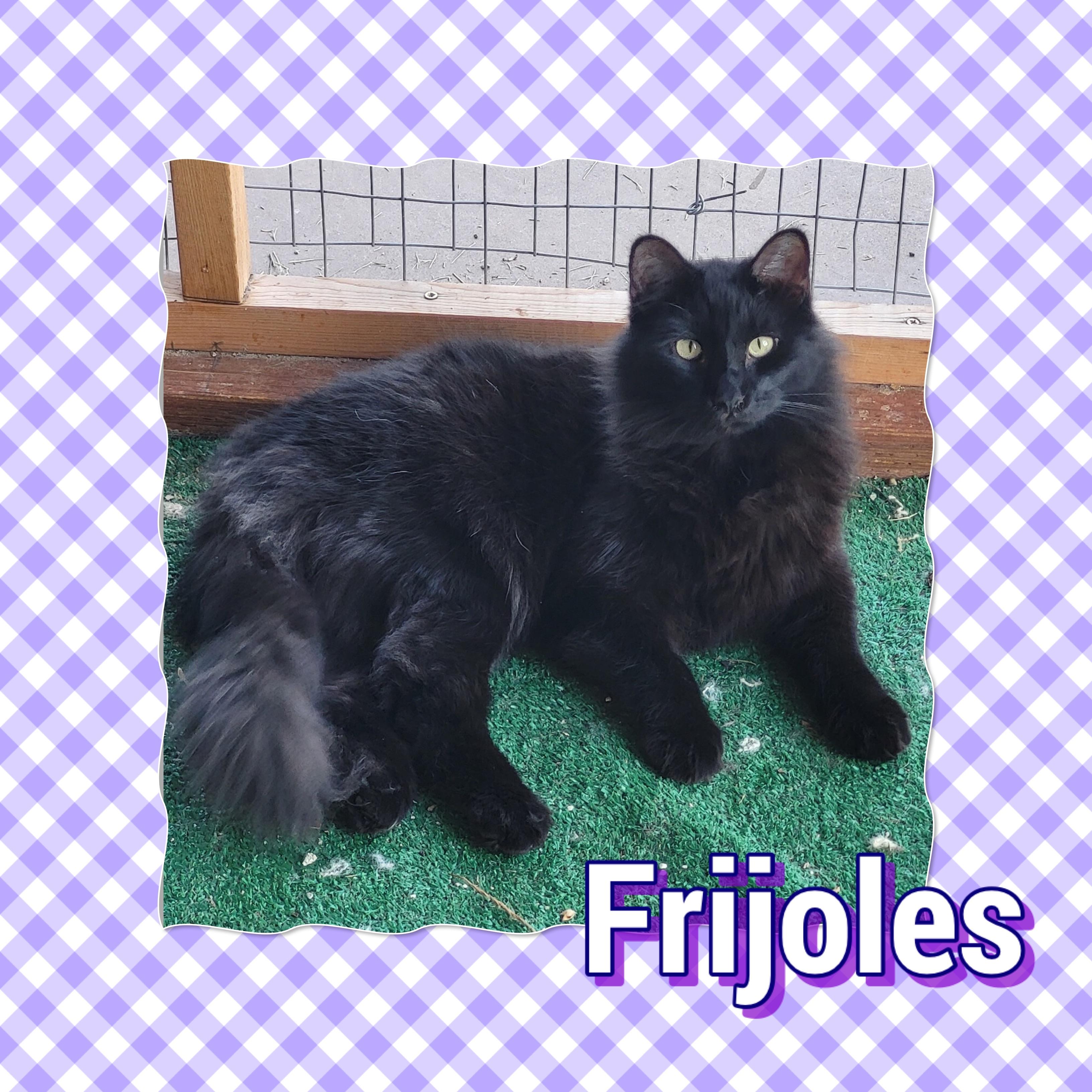 Enlarge Frijoles, an adopted Domestic Medium Hair in Tucson, AZ image 1/1