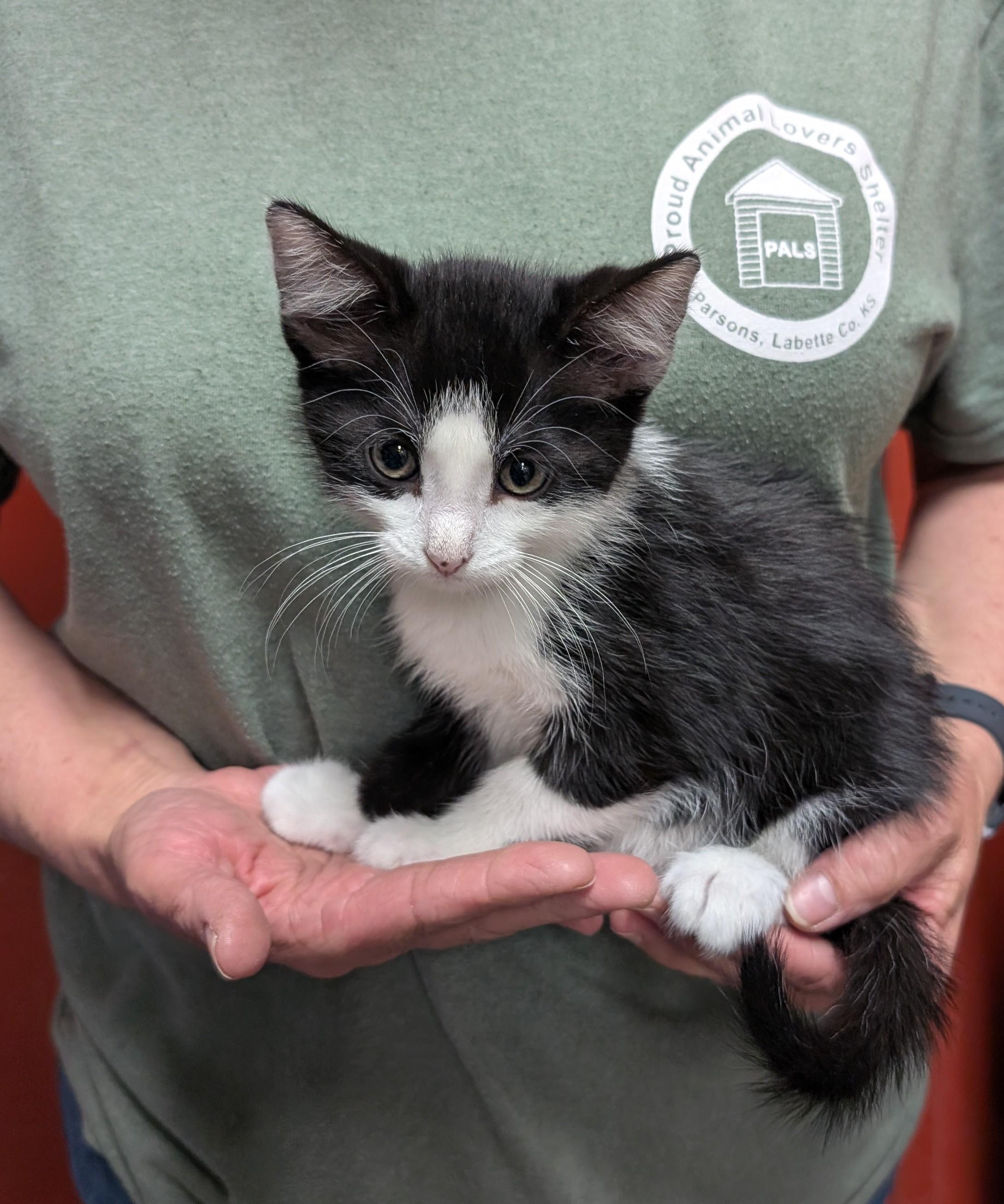 Eros, adopted, Kitten Male Domestic Short Hair.