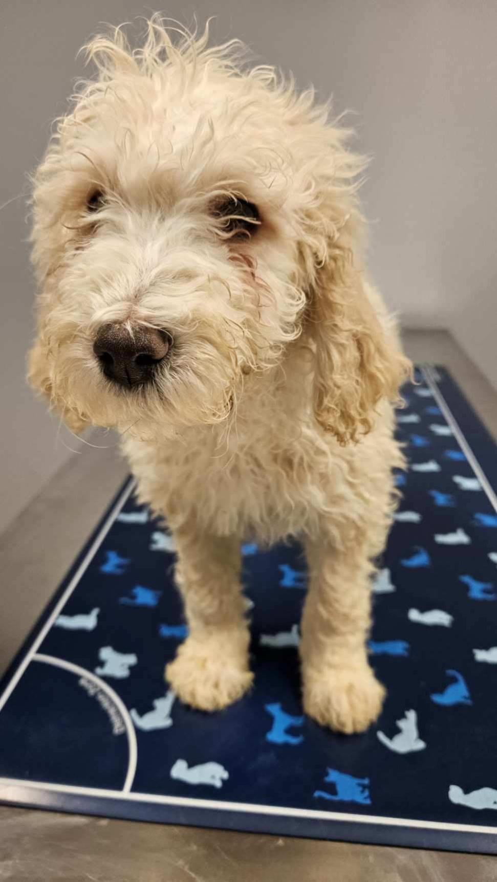 Maggie, adopted, Puppy Female Miniature Poodle.