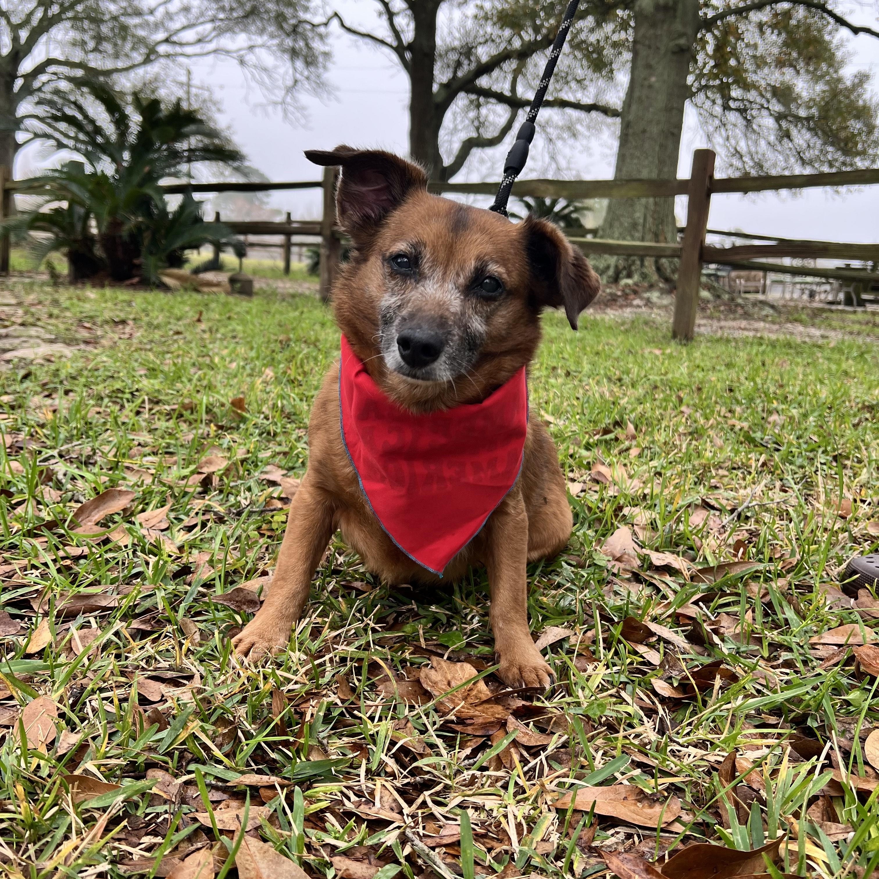 Enlarge Saga, a Adoptable mixed breed in Houston, TX image 1/1