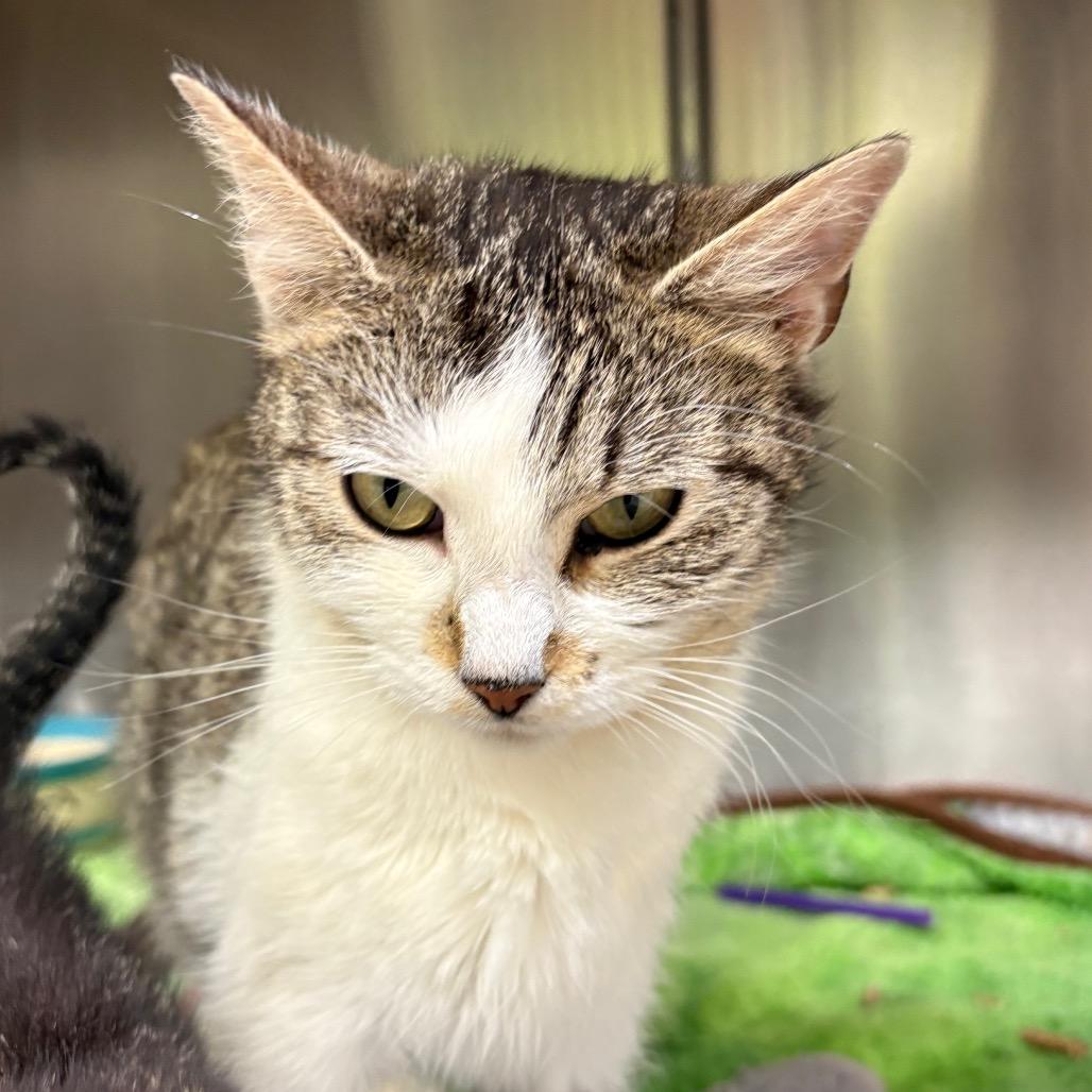 Nora, a Adoptable Domestic Short Hair in Springfield, IL image 1/2