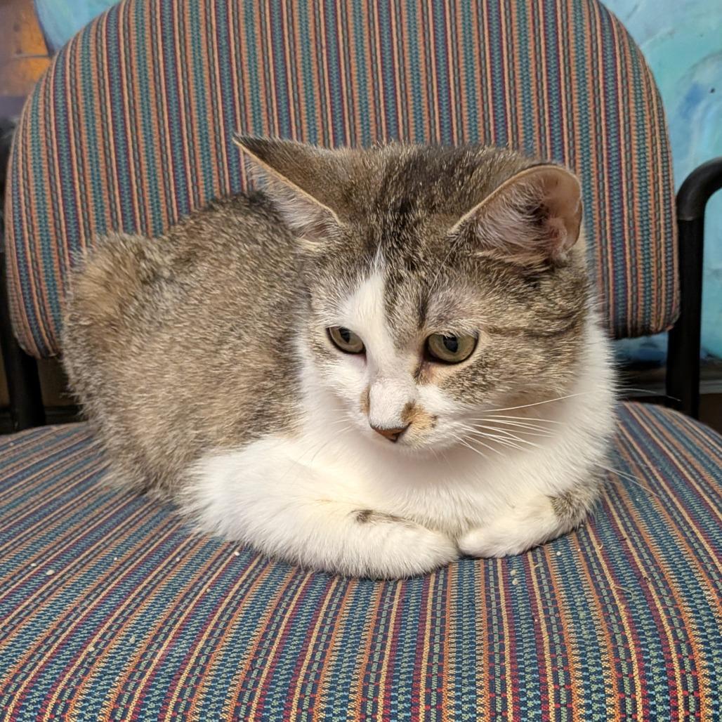 Nora, a Adoptable Domestic Short Hair in Springfield, IL image 2/3