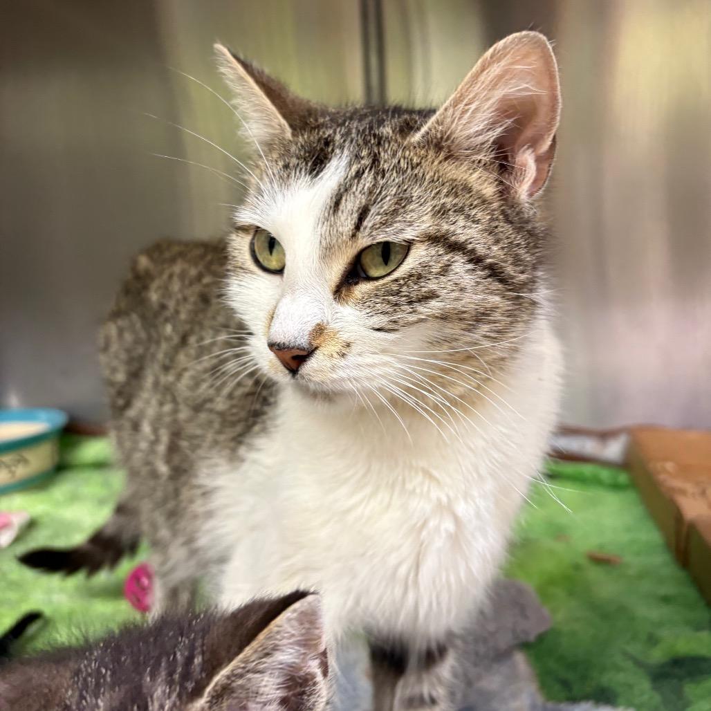 Nora, a Adoptable Domestic Short Hair in Springfield, IL image 2/2