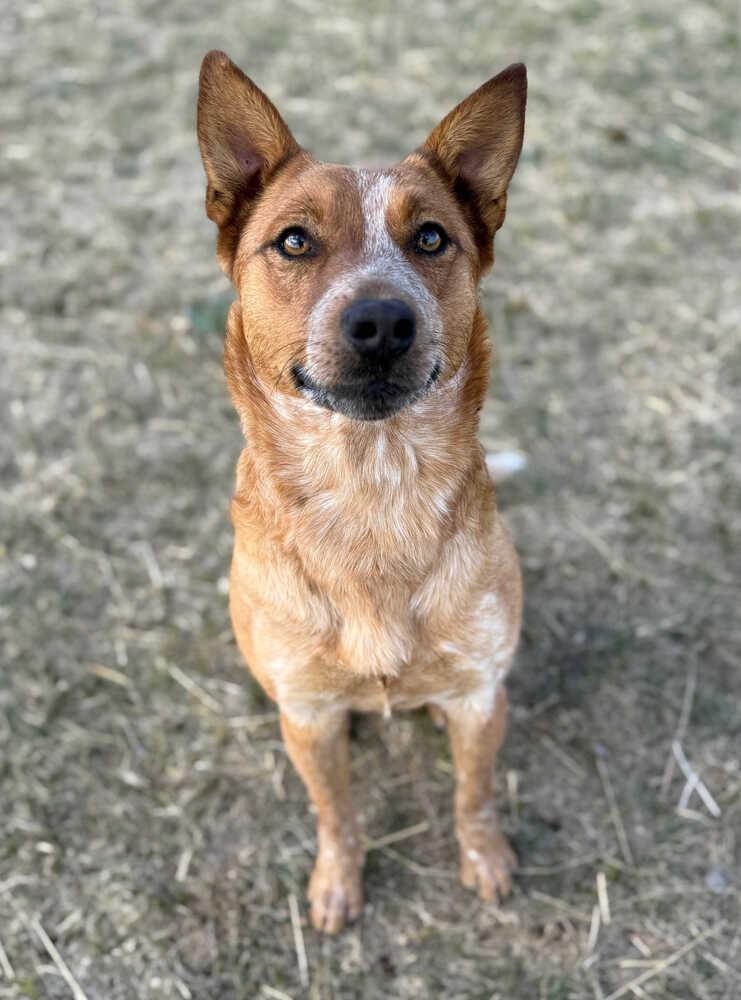 Enlarge Sophie, a Adoptable Australian Cattle Dog / Blue Heeler in Dodson, MT image 2/2