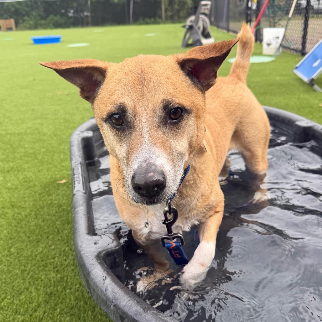 Miko, Adoptable, Adult Male Mixed Breed & None.
