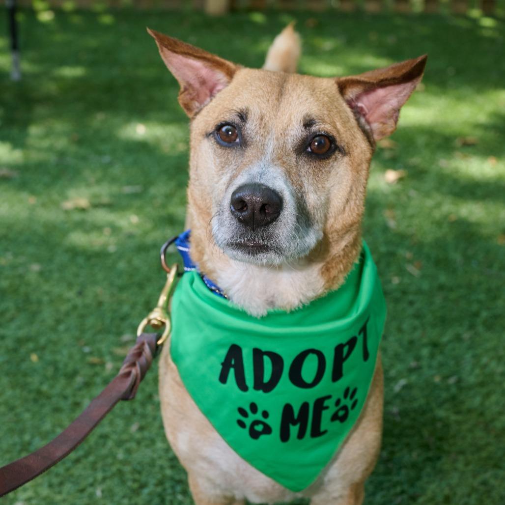Enlarge Miko, a Adoptable Mixed Breed in Hampton Bays, NY image 2/6