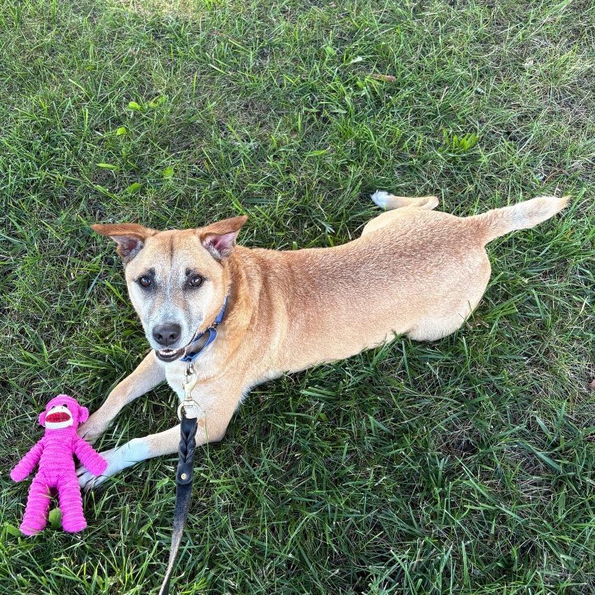 Enlarge Miko, a Adoptable Mixed Breed in Hampton Bays, NY image 3/6