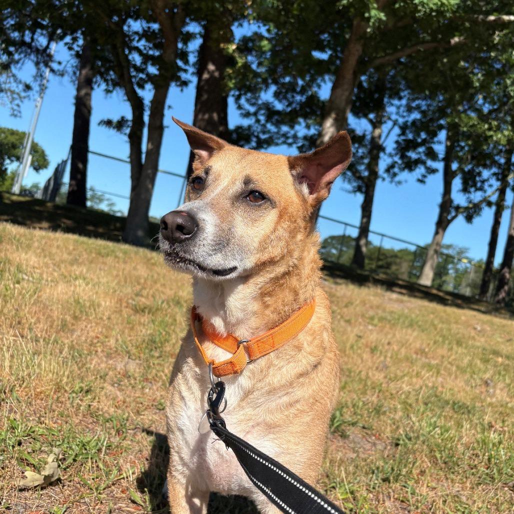 Enlarge Miko, a Adoptable Mixed Breed in Hampton Bays, NY image 4/6