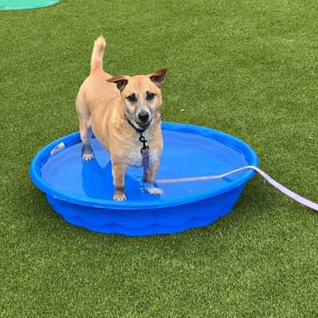 Enlarge Miko, a Adoptable Mixed Breed in Hampton Bays, NY image 5/6