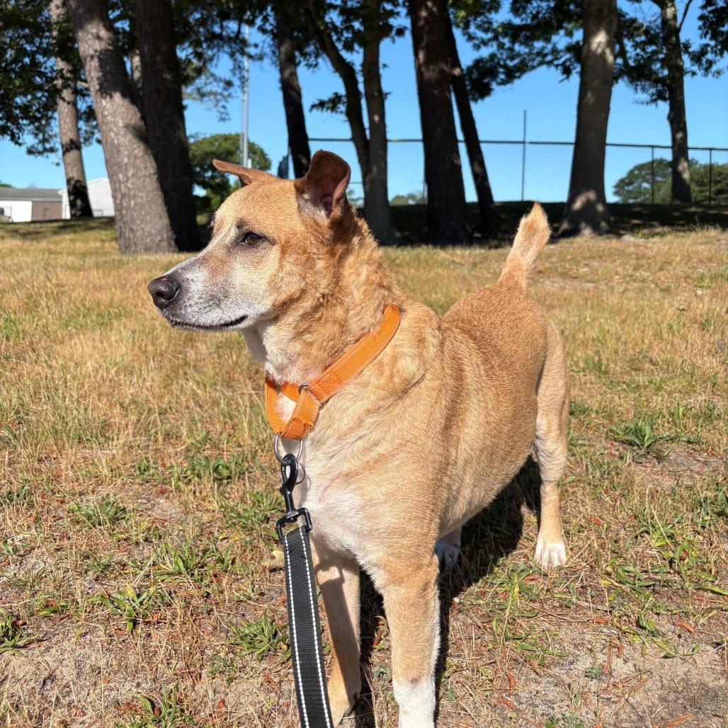 Enlarge Miko, a Adoptable Mixed Breed in Hampton Bays, NY image 6/6