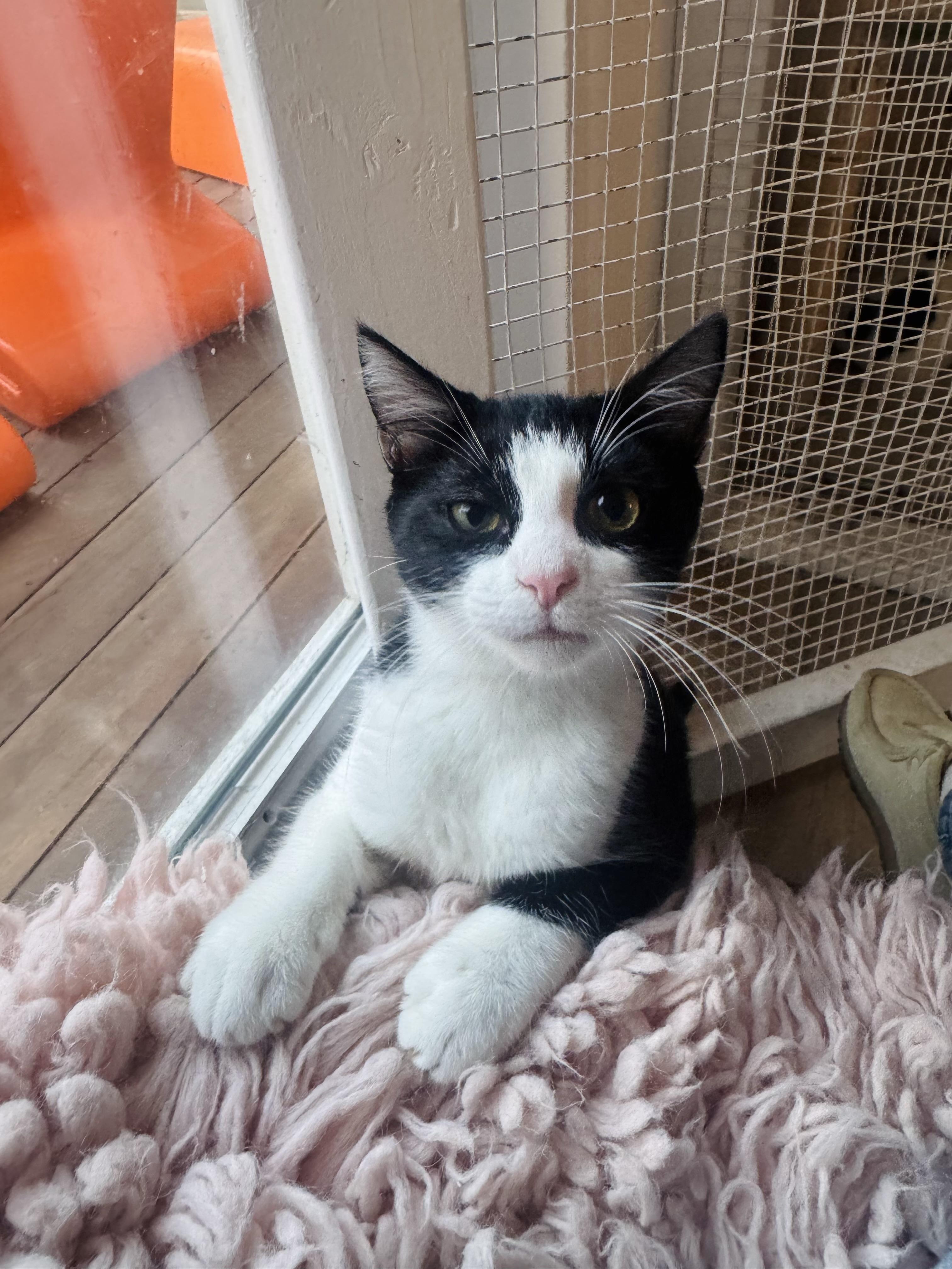Maverick, adopted, Kitten Male Tuxedo & Domestic Short Hair.