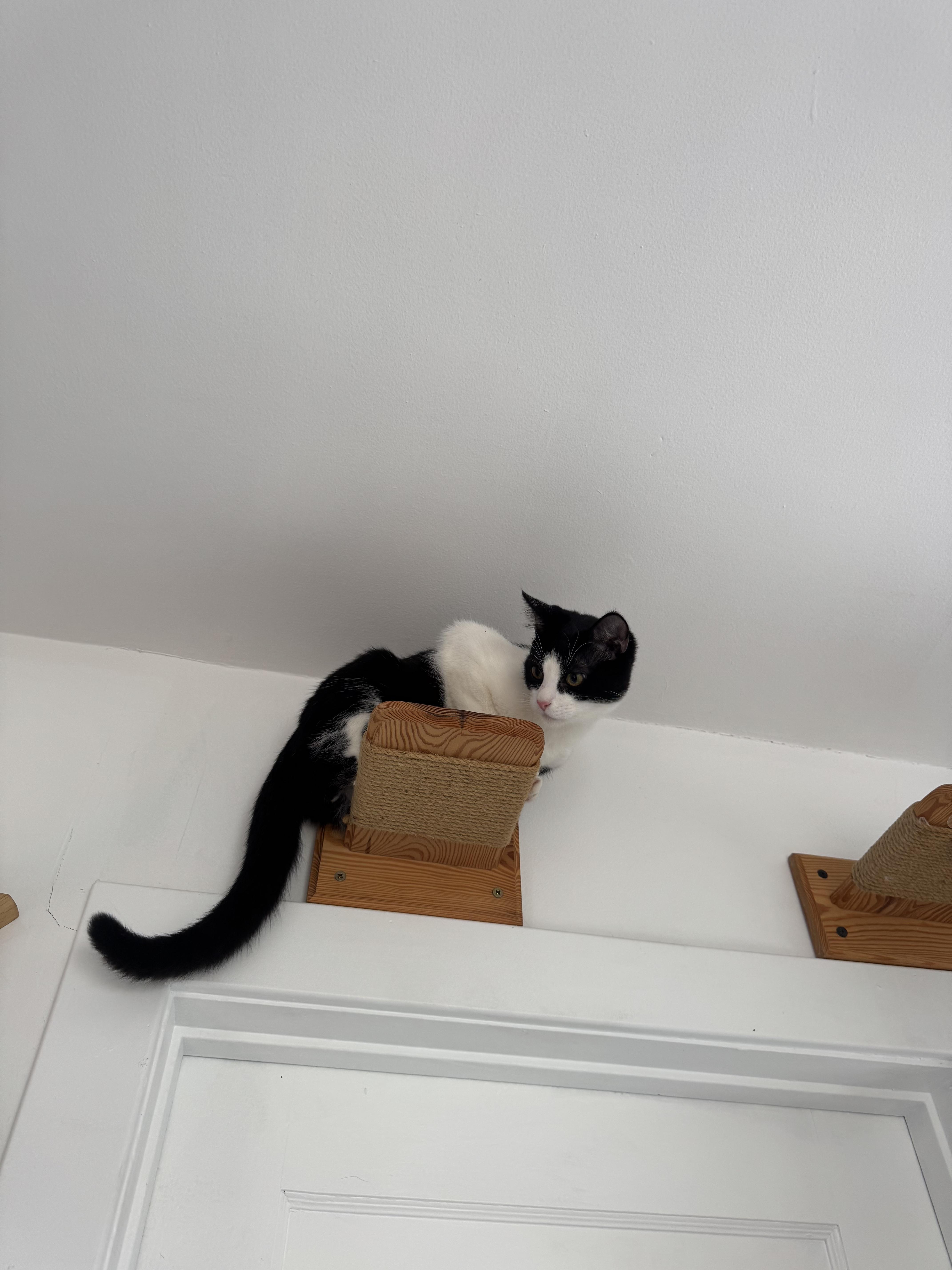 Maverick, an adopted mixed breed in Pacific Palisades, CA image 2/5