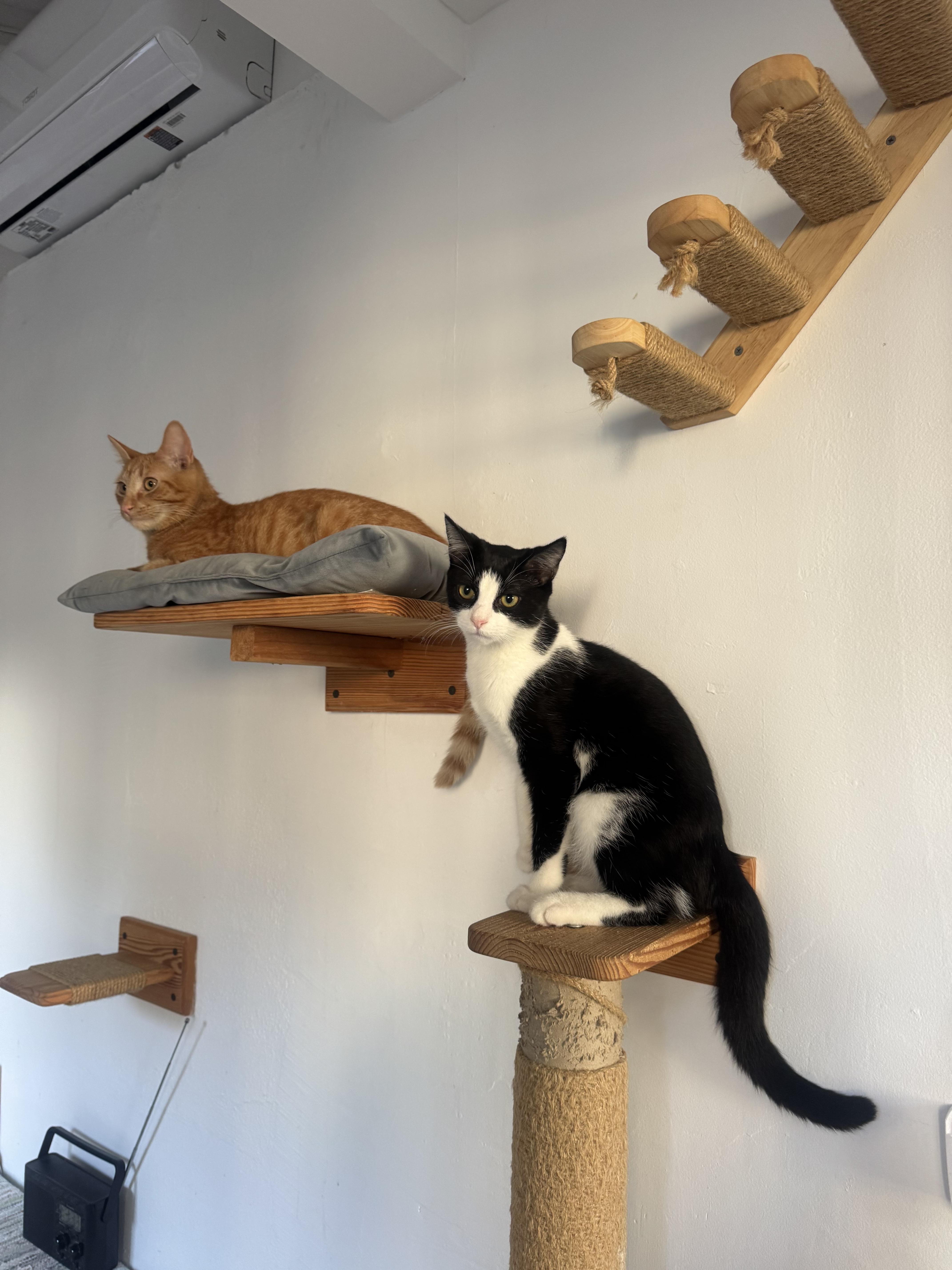 Maverick, an adopted mixed breed in Pacific Palisades, CA image 5/5