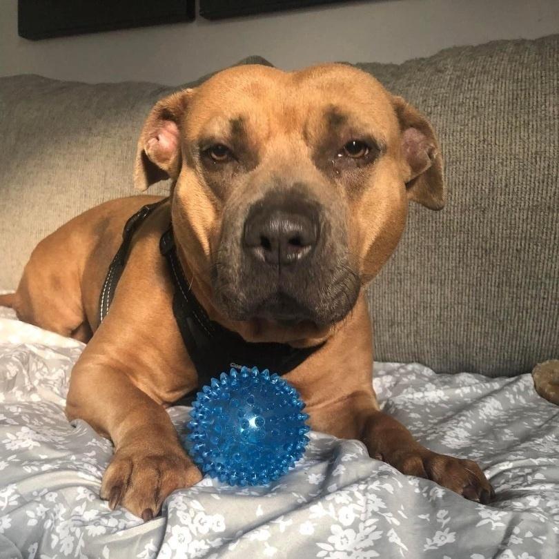 Emmy, a Adoptable mixed breed in Indianapolis, IN image 4/4