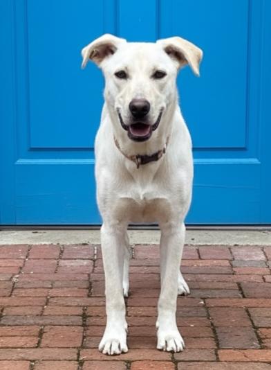 PUPPY OPAL, Adopted, Young Female Yellow Labrador Retriever.