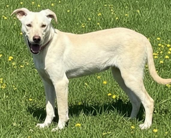 Enlarge PUPPY OPAL, a Adopted Yellow Labrador Retriever in Franklin, TN image 2/3
