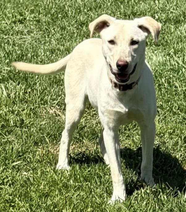 Enlarge PUPPY OPAL, a Adopted Yellow Labrador Retriever in Franklin, TN image 3/3