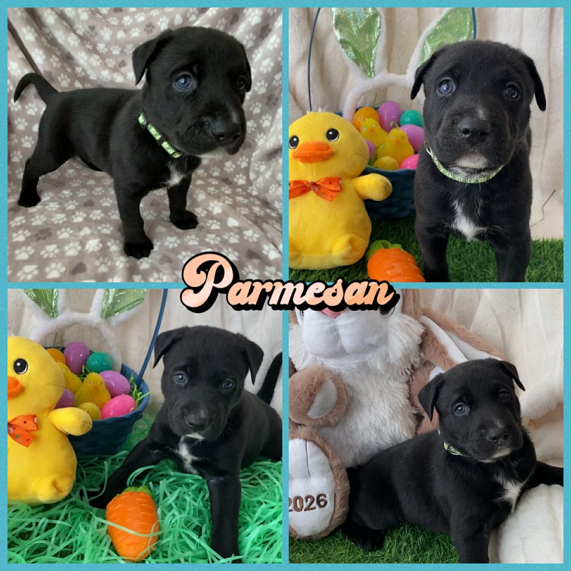 Parmesan, Adoptable, Puppy Male Rottweiler & Siberian Husky.