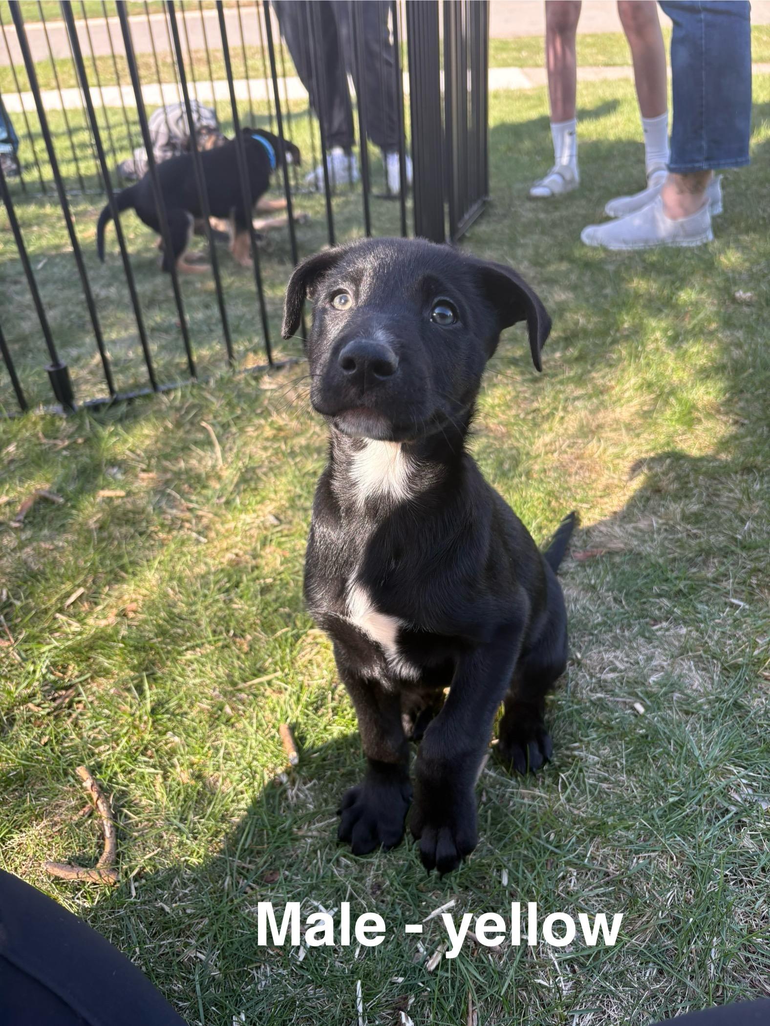 Enlarge Parmesan, a Adoptable mixed breed in New Baltimore, MI image 2/3