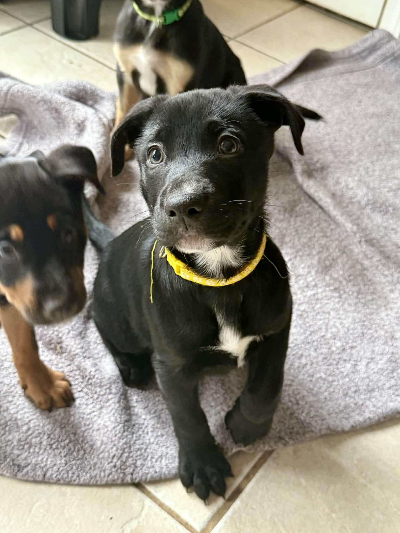 Enlarge Parmesan, a Adoptable mixed breed in New Baltimore, MI image 3/3