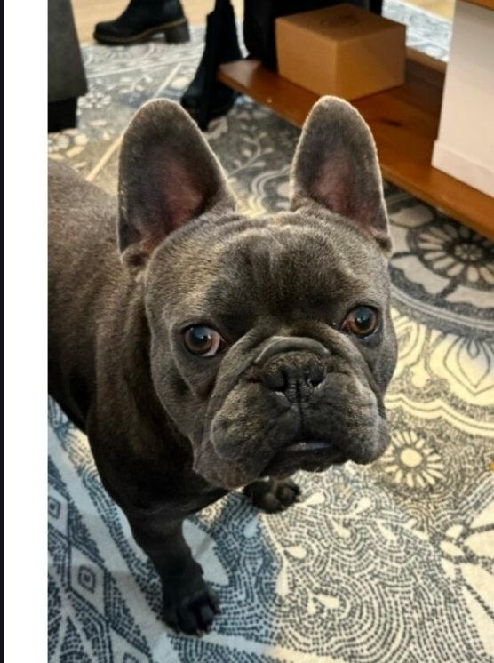 Doug, Adopted, Adult Male French Bulldog.