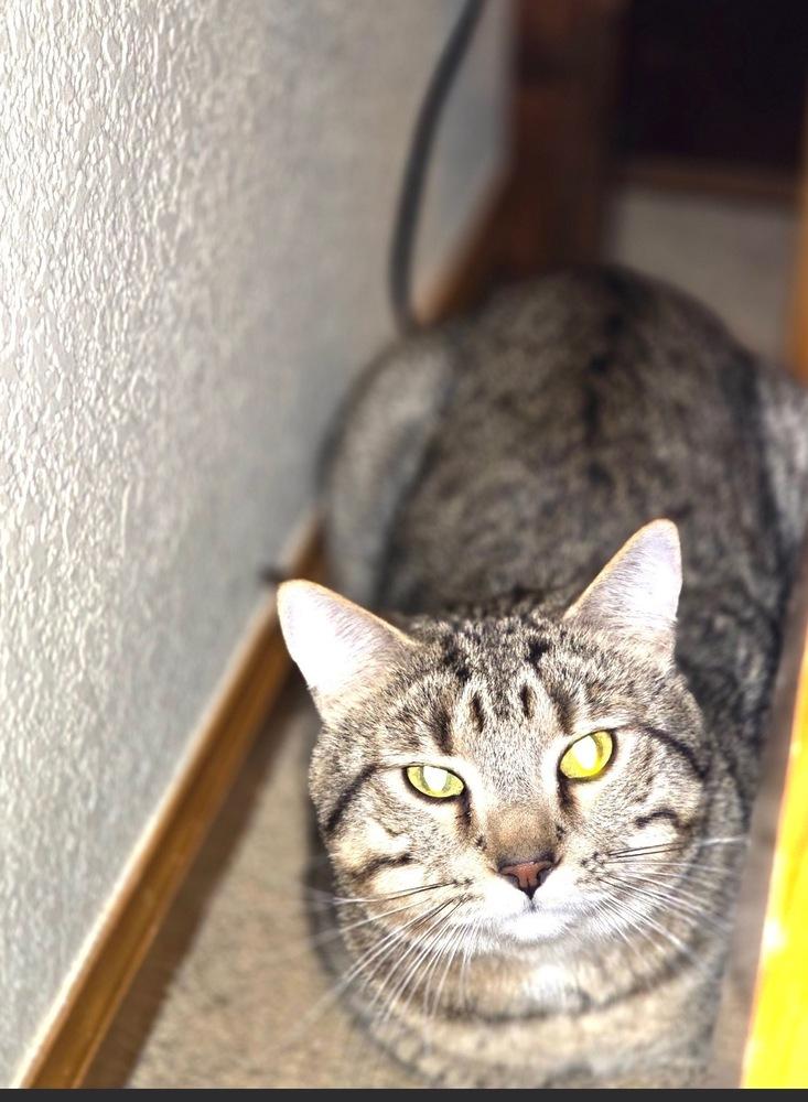 Summit, Adoptable, Adult Male Domestic Short Hair.