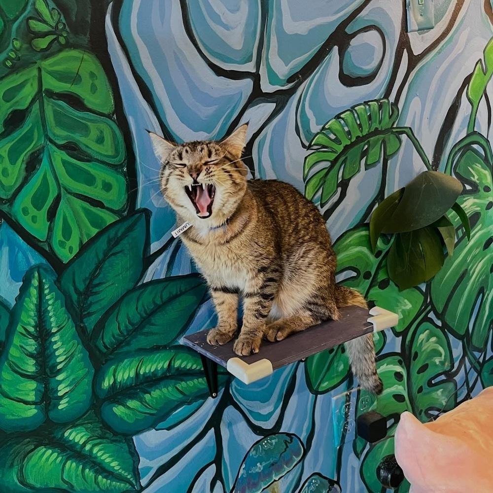 Enlarge Summit, a Adoptable mixed breed in Lafayette, CO image 3/6