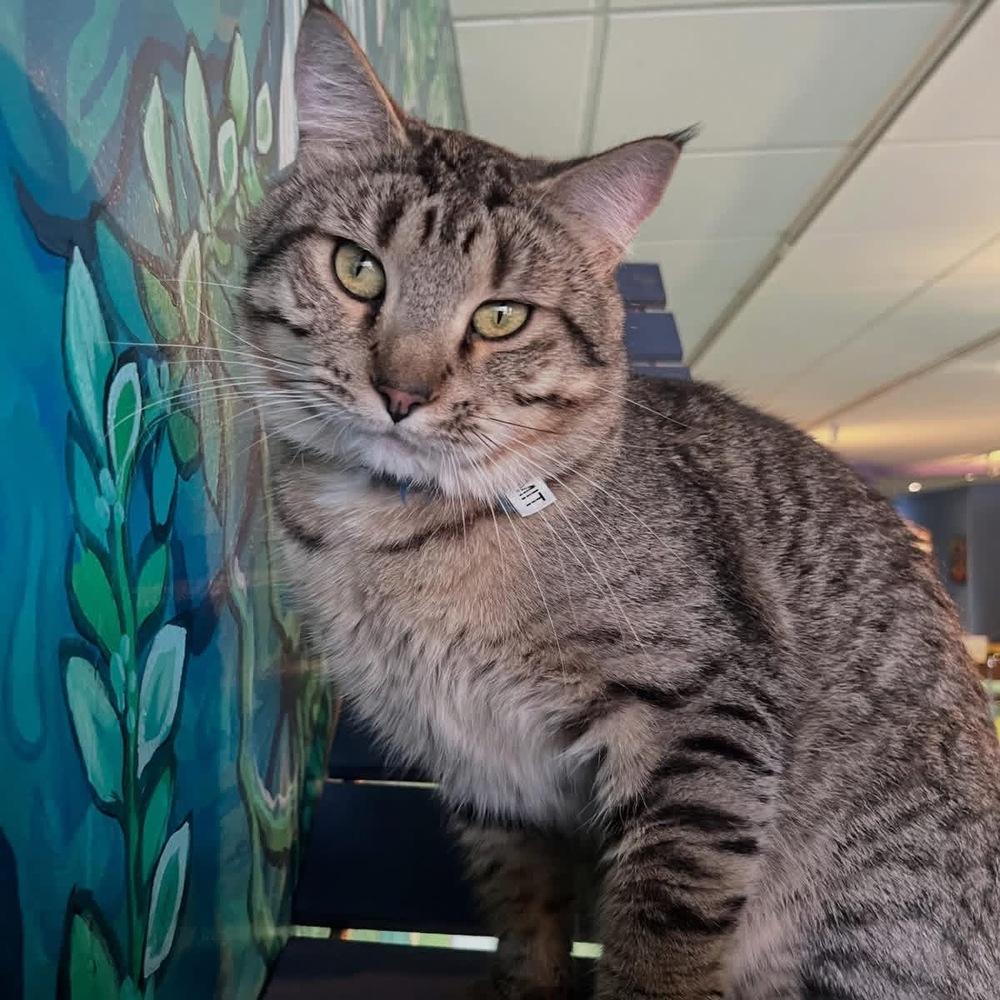 Enlarge Summit, a Adoptable mixed breed in Lafayette, CO image 4/6