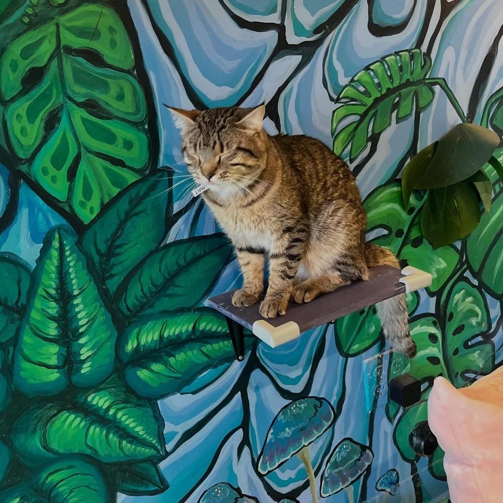 Enlarge Summit, a Adoptable mixed breed in Lafayette, CO image 5/6