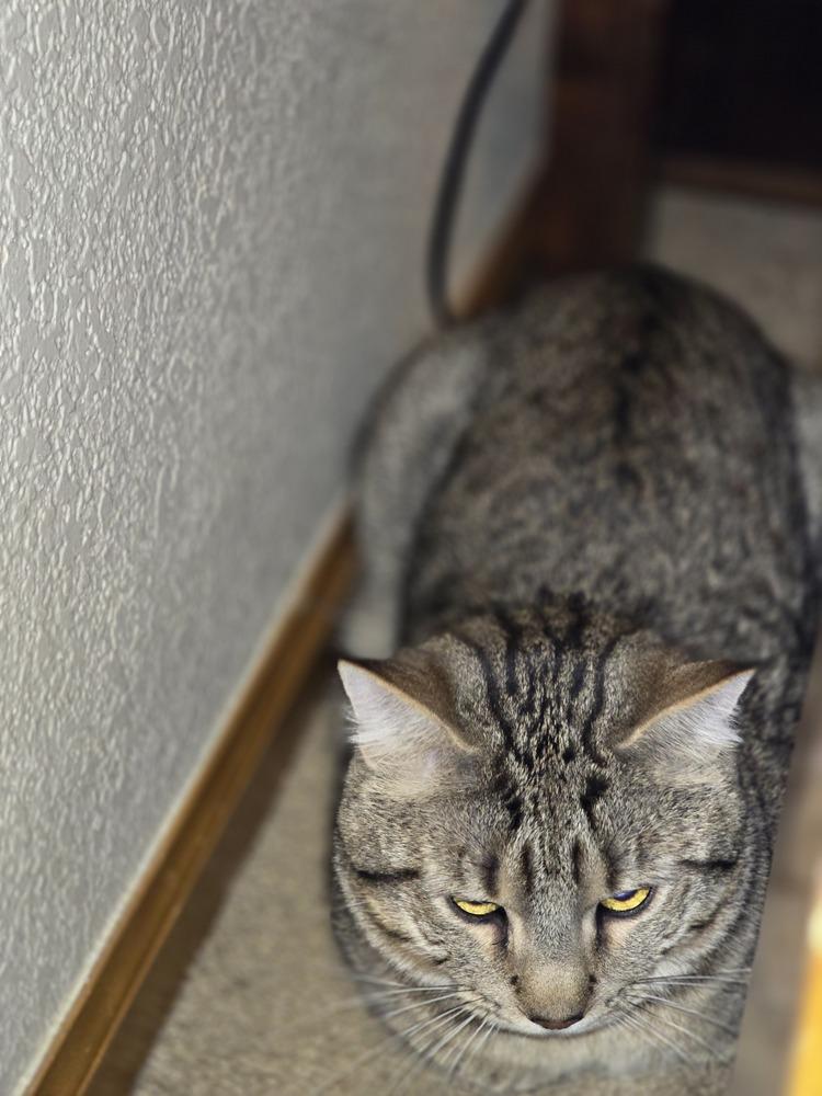 Summit, a Adoptable mixed breed in Lafayette, CO image 4/6