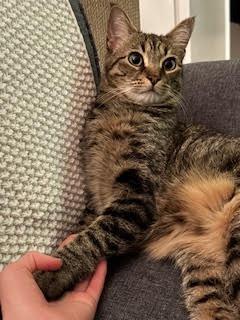 Enlarge Monkey, a Adopted mixed breed in Brooklyn, NY image 1/4