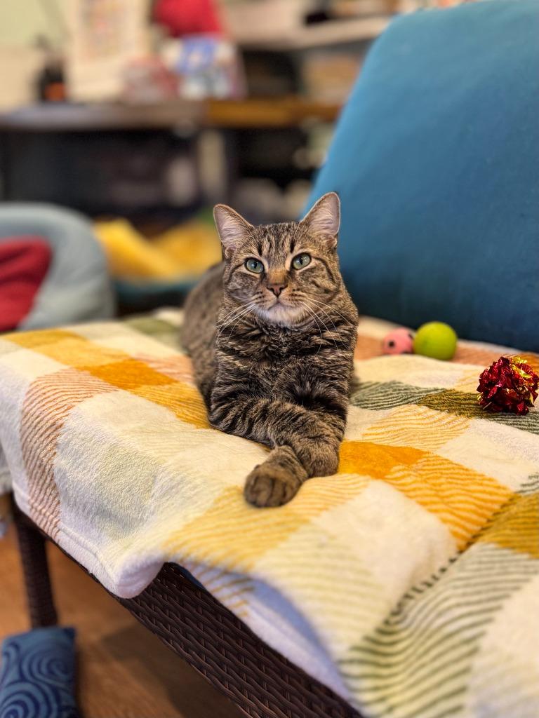 Enlarge Monkey, a Adopted mixed breed in Brooklyn, NY image 2/4