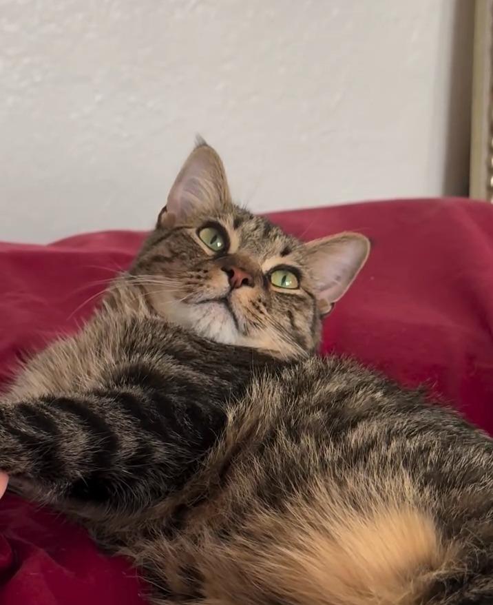 Enlarge Monkey, a Adopted mixed breed in Brooklyn, NY image 3/4