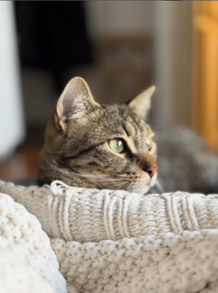 Enlarge Monkey, a Adopted mixed breed in Brooklyn, NY image 4/4