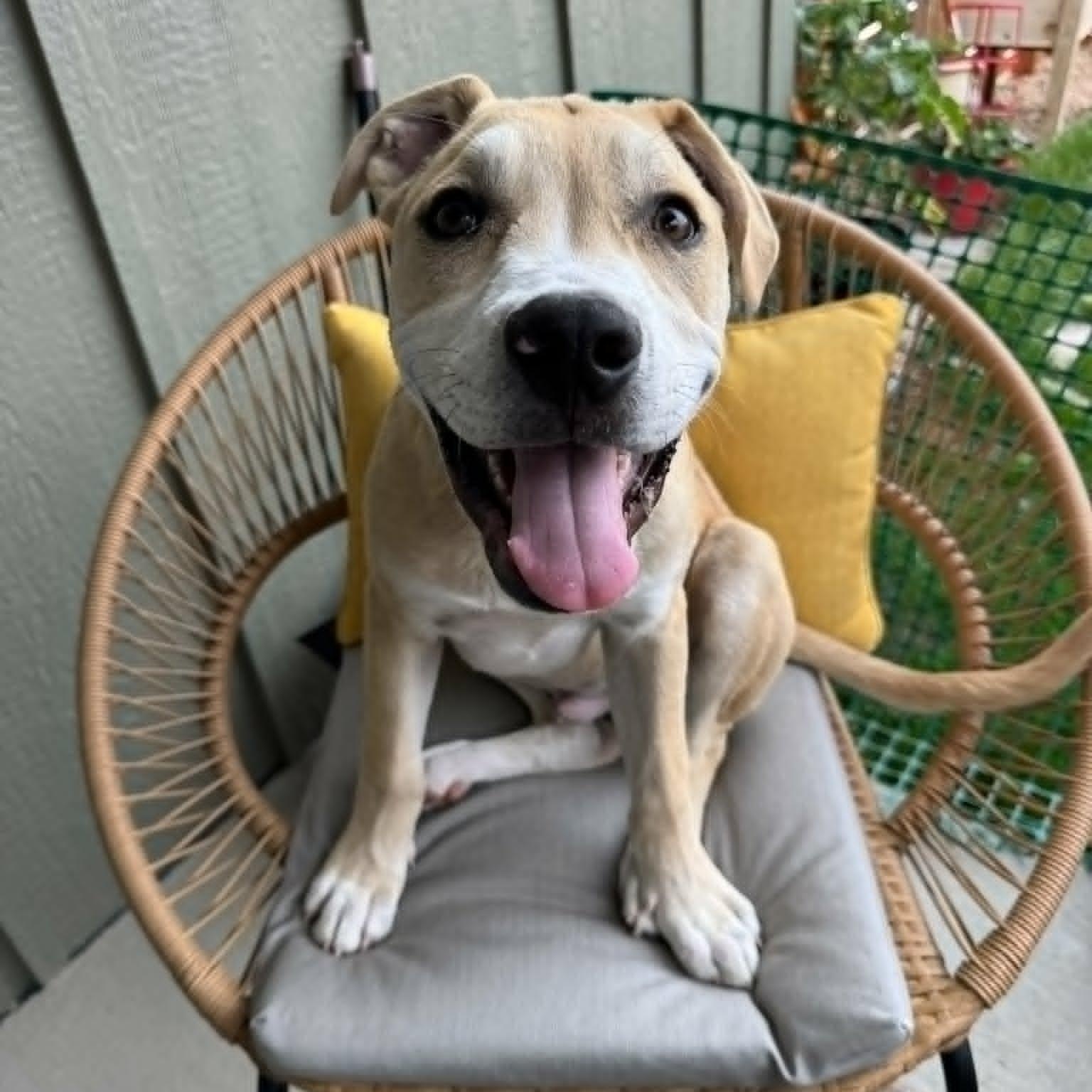 BANE, Adoptable, Puppy Male Mixed Breed.