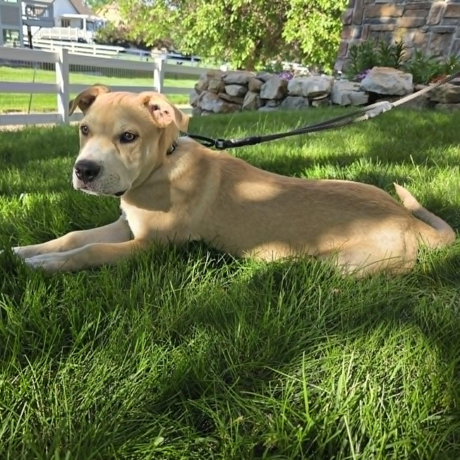 Enlarge BANE, a Adoptable mixed breed in Loveland, CO image 6/6