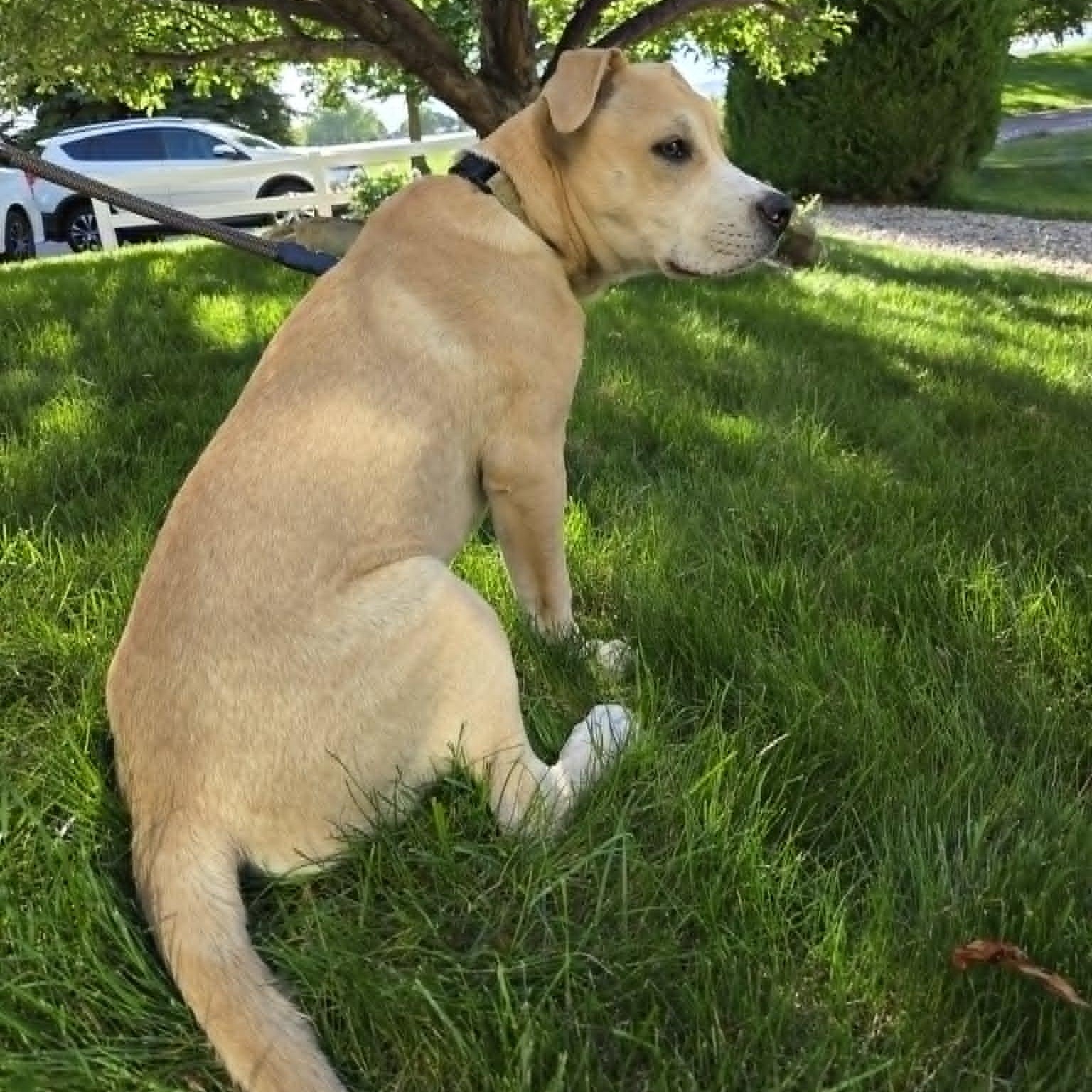 Enlarge BANE, a Adoptable mixed breed in Loveland, CO image 4/6