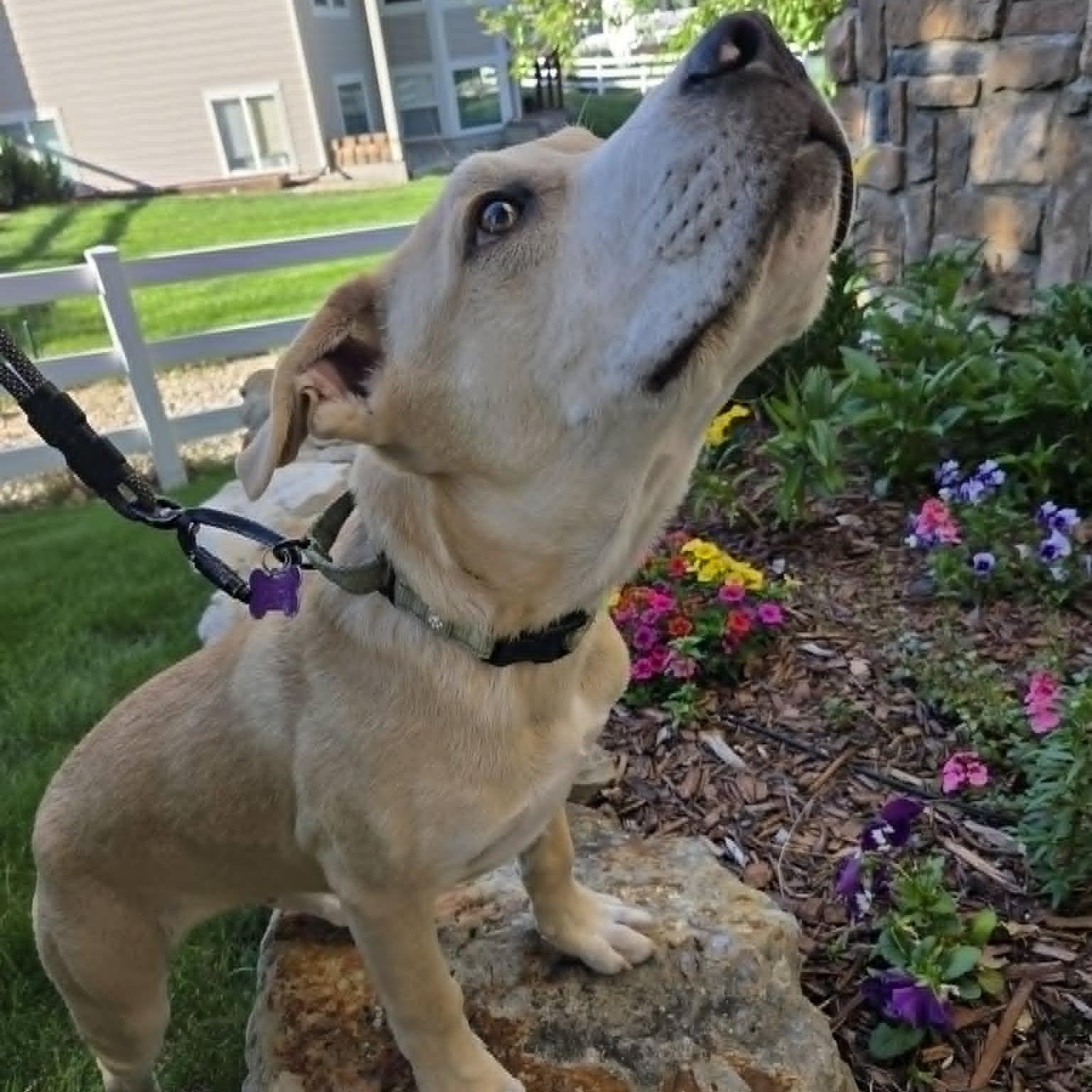 Enlarge BANE, a Adoptable mixed breed in Loveland, CO image 5/6