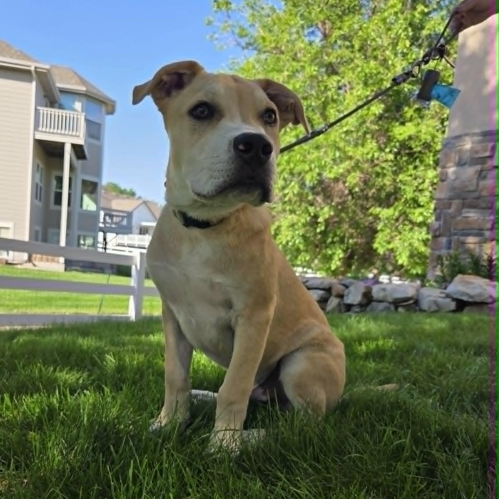 Enlarge BANE, a Adoptable mixed breed in Loveland, CO image 2/6