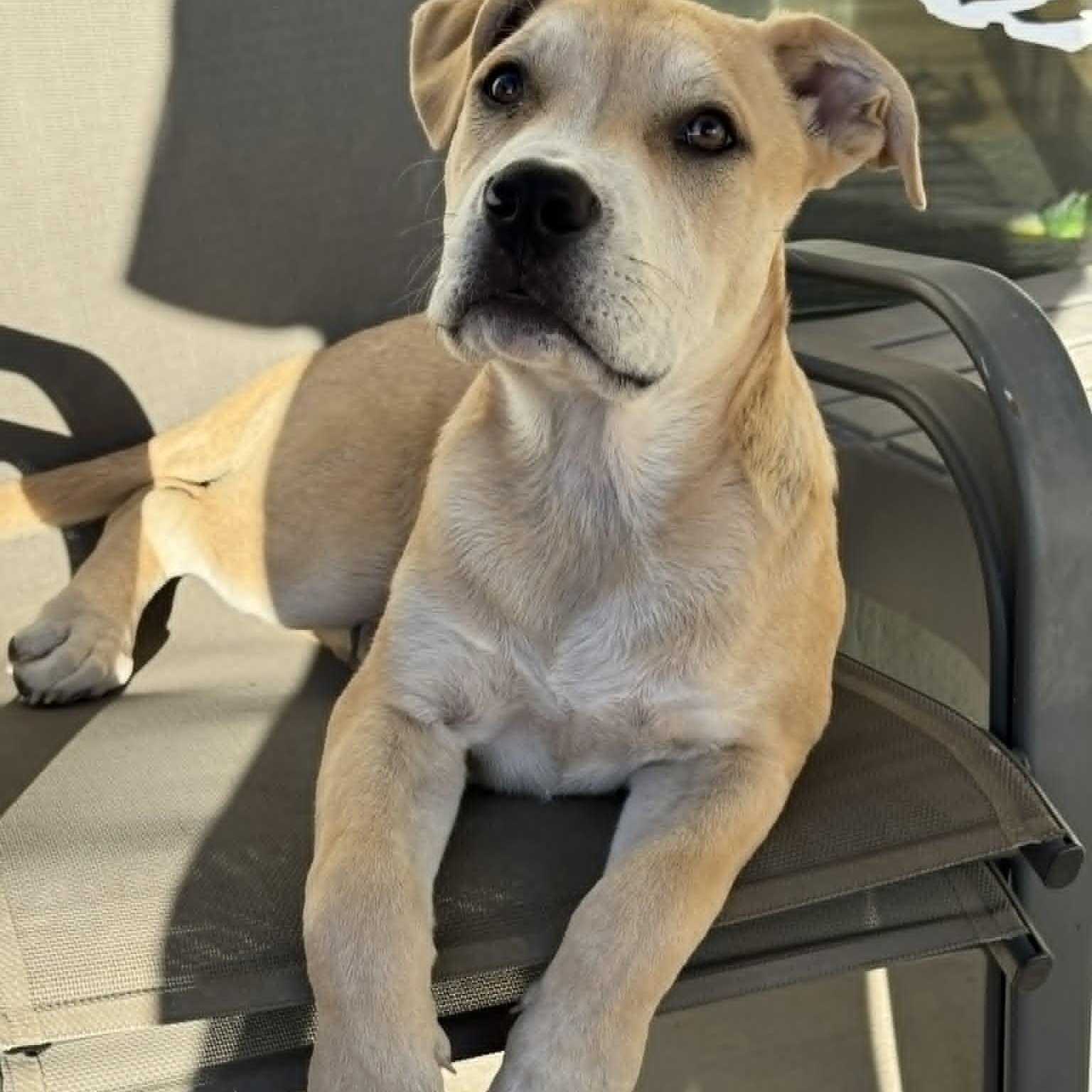 Enlarge BANE, a Adoptable mixed breed in Loveland, CO image 3/6