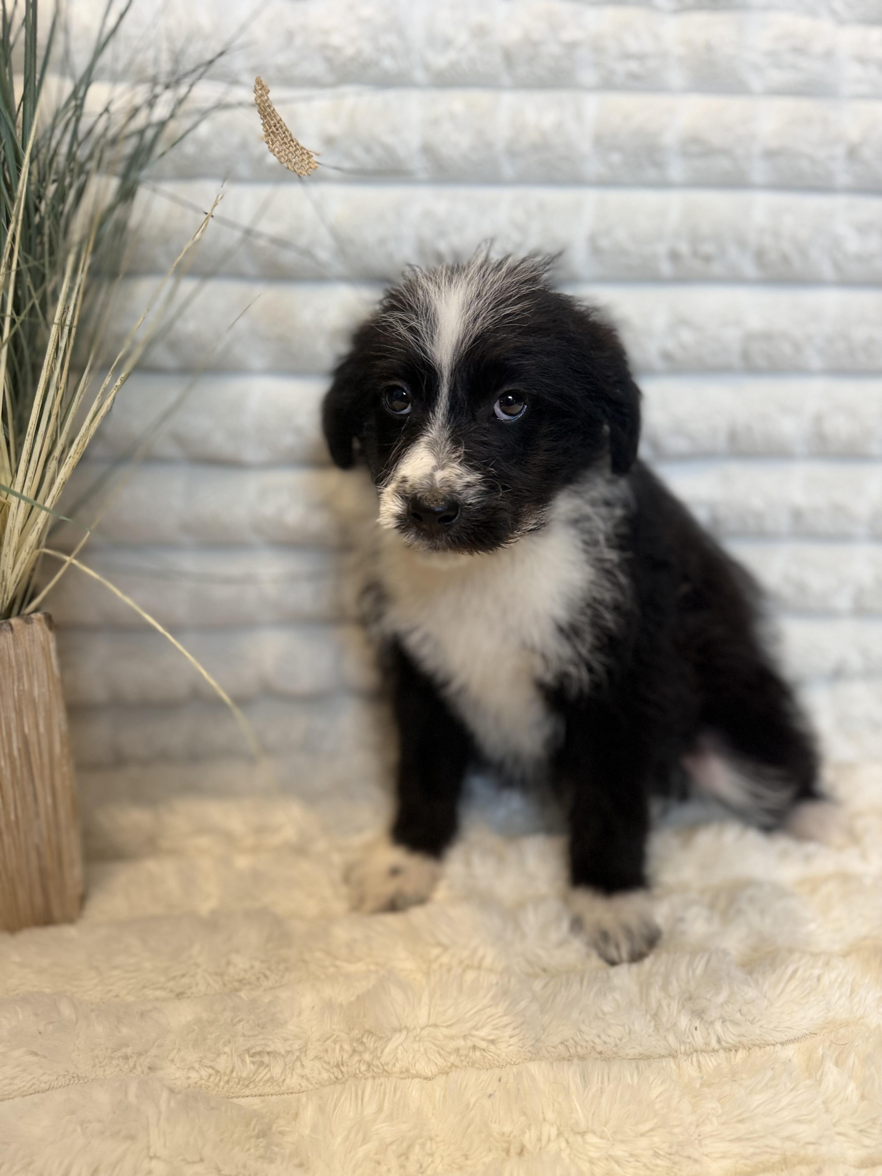 Galaxy , a ADOPTABLE mixed breed in Hales corners, WI image 4/4