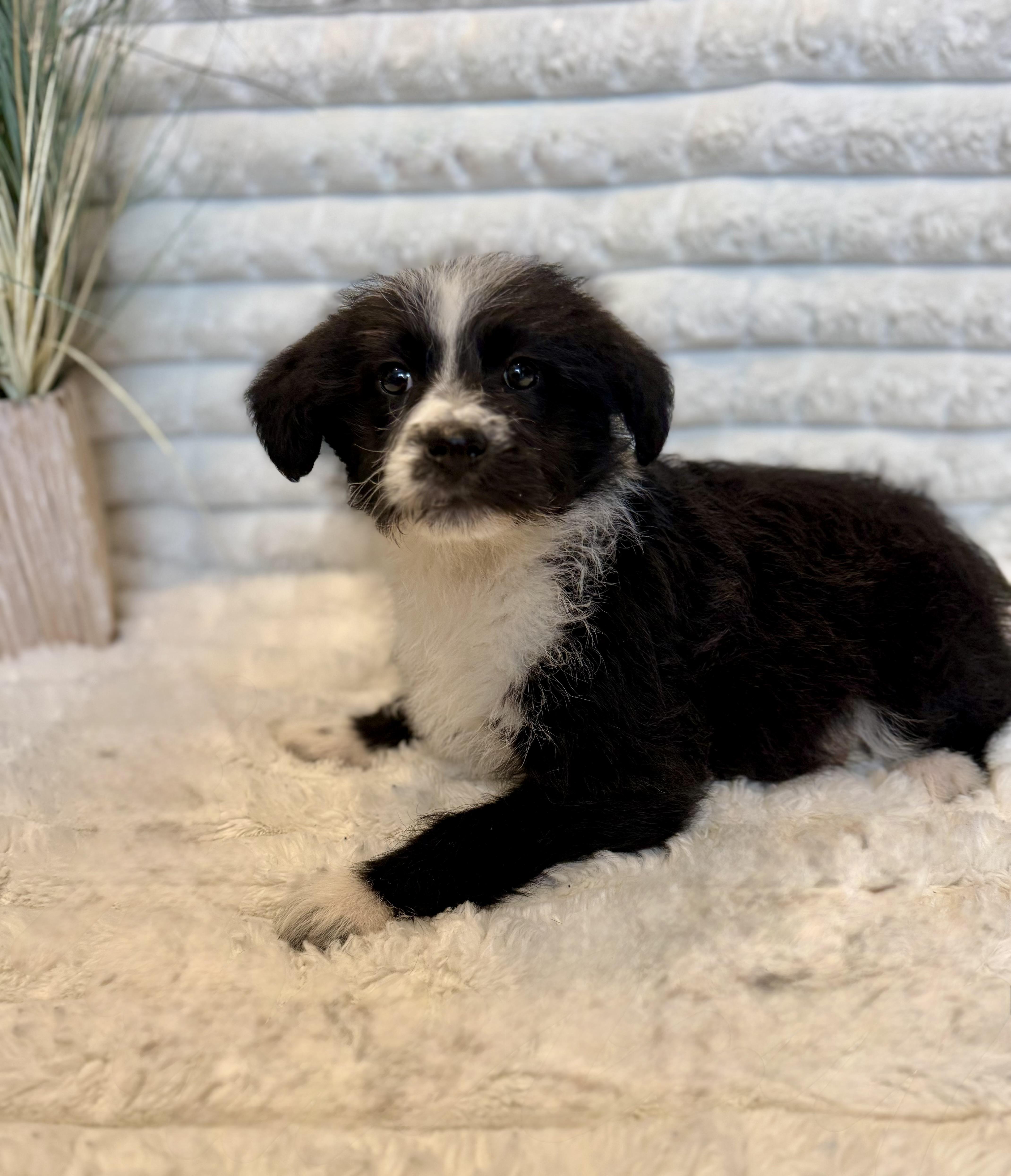 Galaxy , a ADOPTABLE mixed breed in Hales corners, WI image 3/4