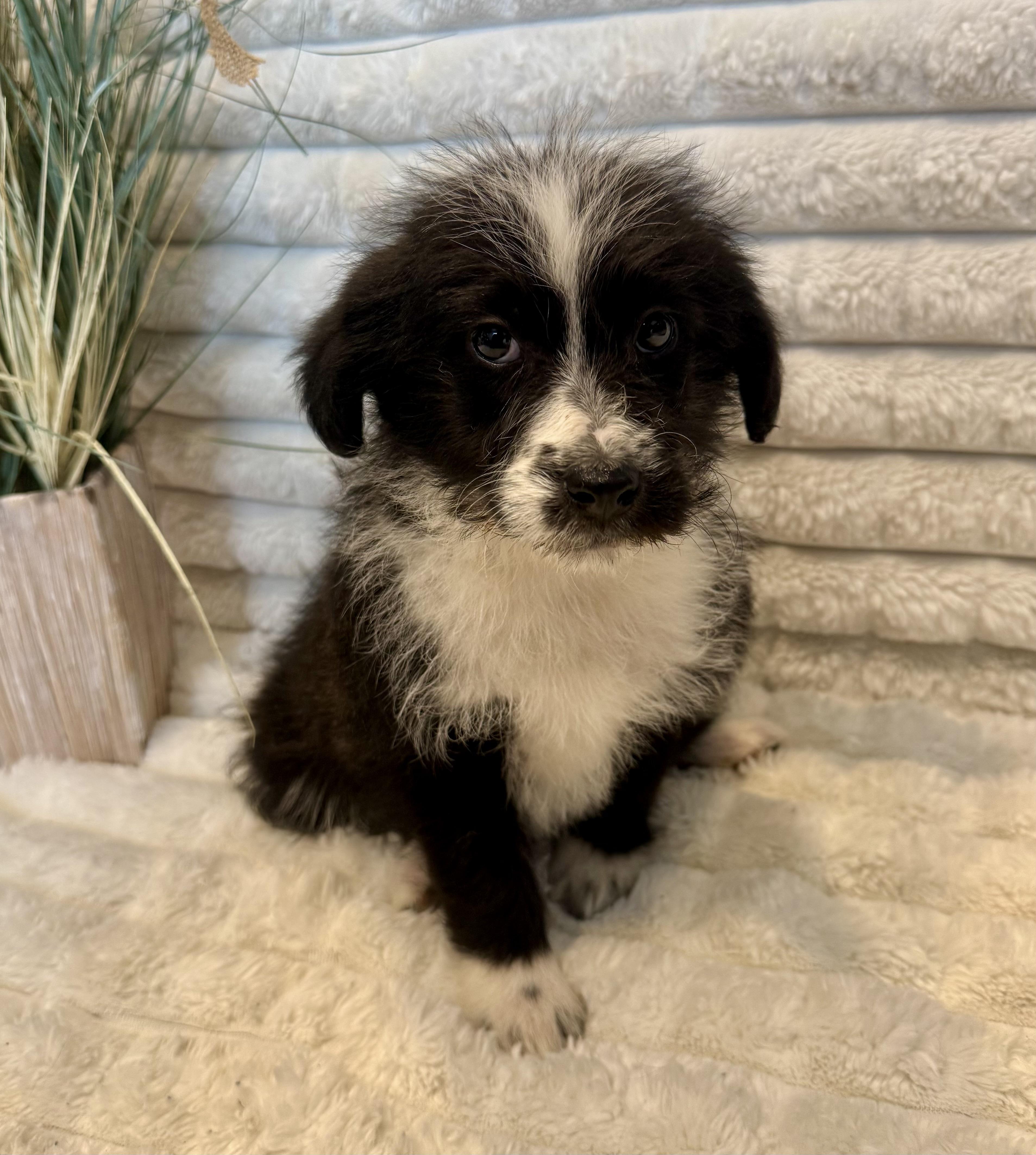 Galaxy , a ADOPTABLE mixed breed in Hales corners, WI image 2/4