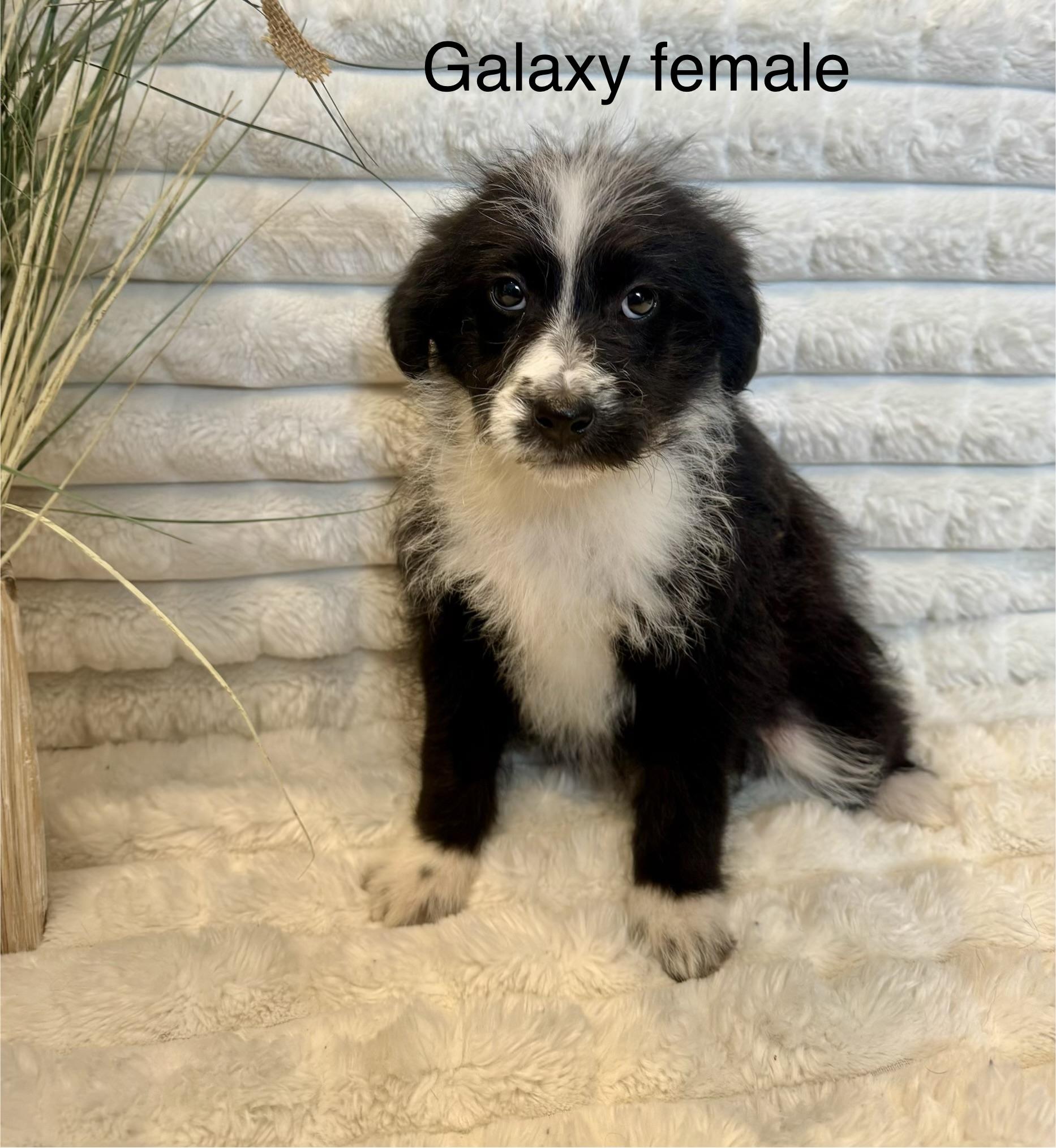 Galaxy , a ADOPTABLE mixed breed in Hales corners, WI image 1/4