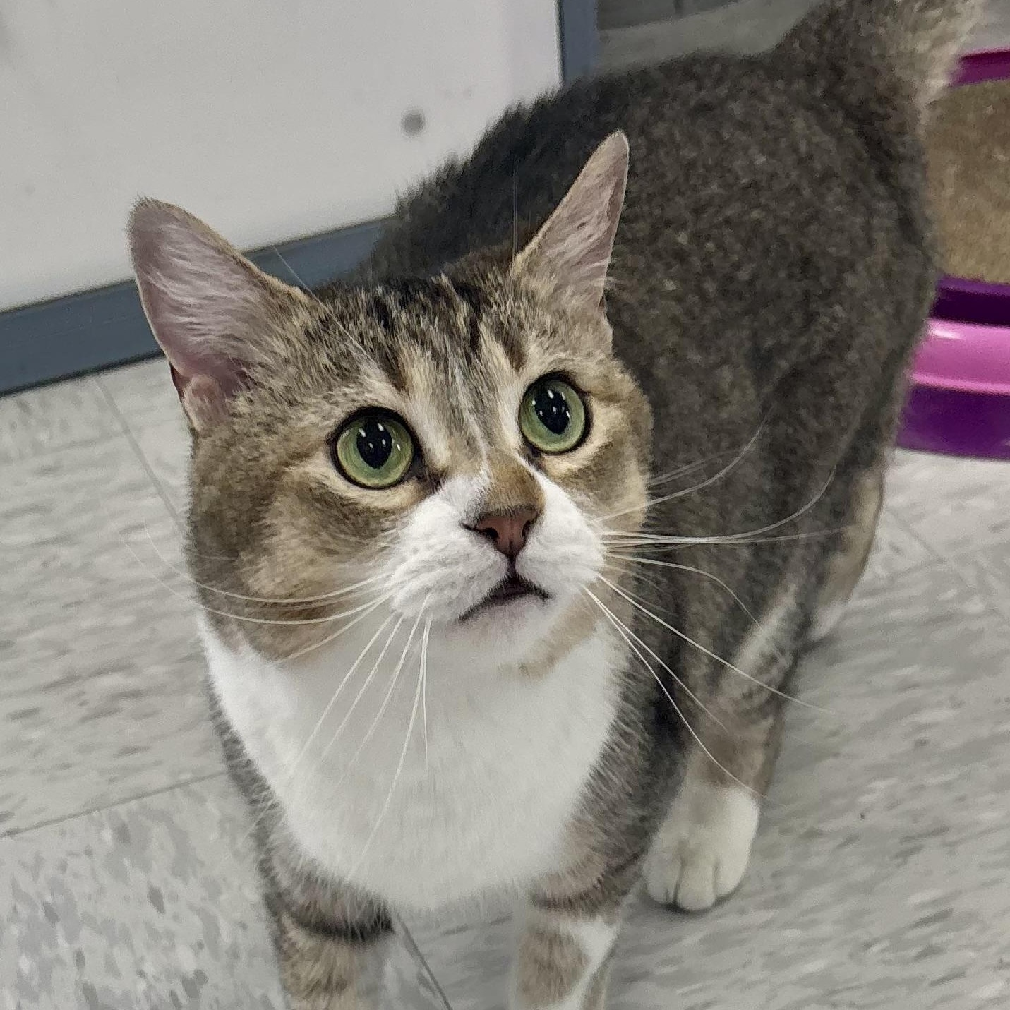 Caroline, an adopted Domestic Short Hair in Bardstown, KY image 1/6