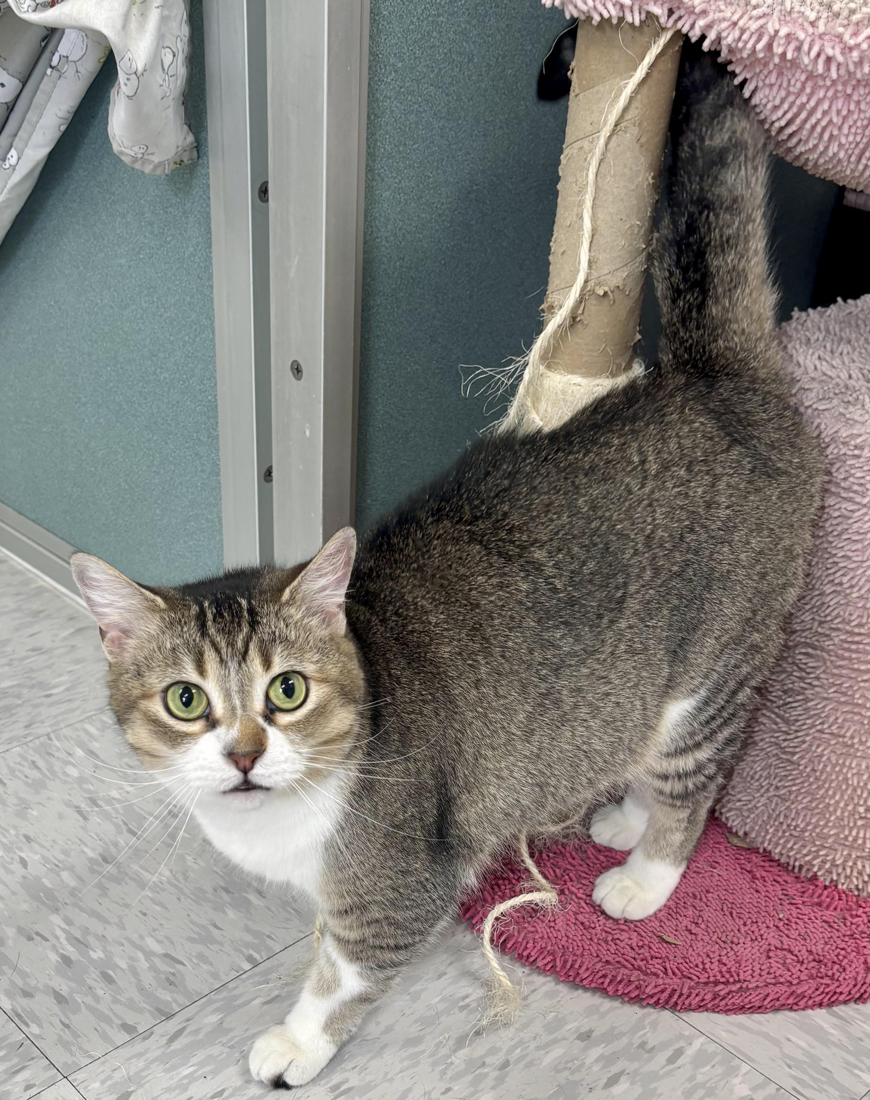 Caroline, an adopted Domestic Short Hair in Bardstown, KY image 3/6